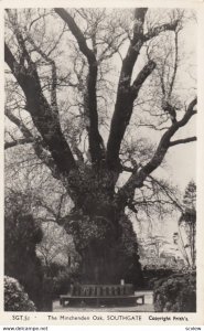 RP: SOUTHGATE , UK , 1910s ; The Minchenden Oak