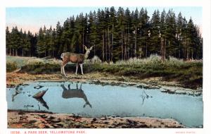 Haynes, Red Letter Series, Yellowstone National Park