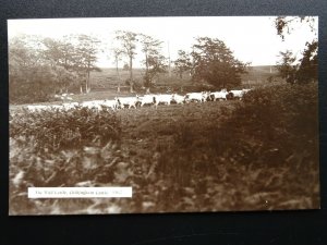 Northumberland CHILLINGHAM CASTLE The Wild Cattle - Old RP Postcard by Johnston