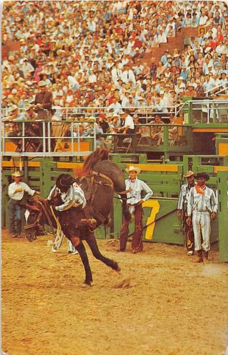 10231   Rodeo bronco Riding Cowboy