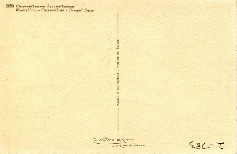 Flowers -  Ox-Eyed Daisy                             (Thor & Gyger #2659)