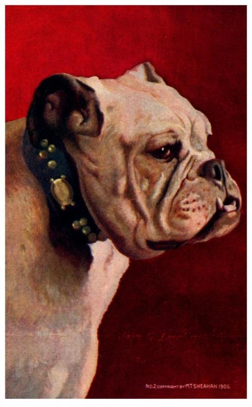 Dog  english Bull Dog , signed M.Y.Sheanan