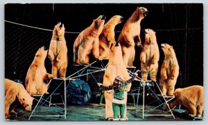 Theme Park~Polar Bear Pyramid~Ringling Bros Barnum & Bailey Circus~1960s