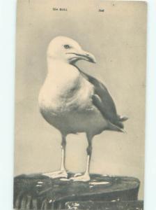 Pre-1980 Close-Up SEAGULL BIRD AC5929