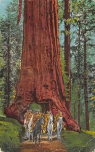 United States Troops, Mariposa Big Tree Grove, CA Yosemite 1913 Vintage Postcard