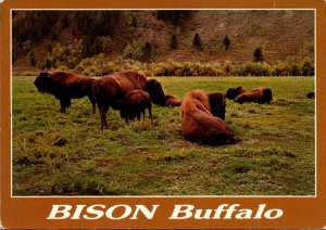 Bison Or Buffalo Yellowstoen National Park