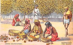 Cocoa Cultivation Advertising Writing on back 