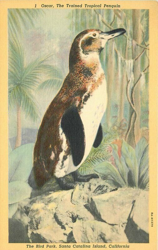 Bird Park Santa Catalina Island California linen Teich Postcard Western 13121