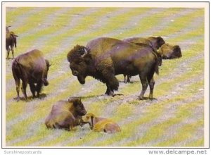 South Dakota Black Hills Buffalo Herd In Custer State Park