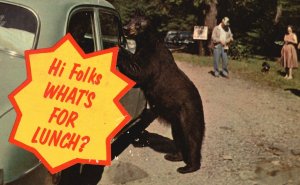 Vintage Postcard Black Bears Great Smokey Mountain National Park TN