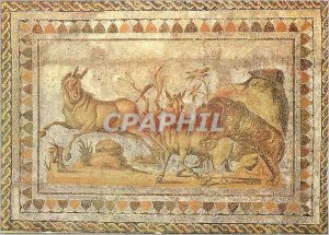 Postcard Modern asses attacked by a tiger (the Museum of el jem)