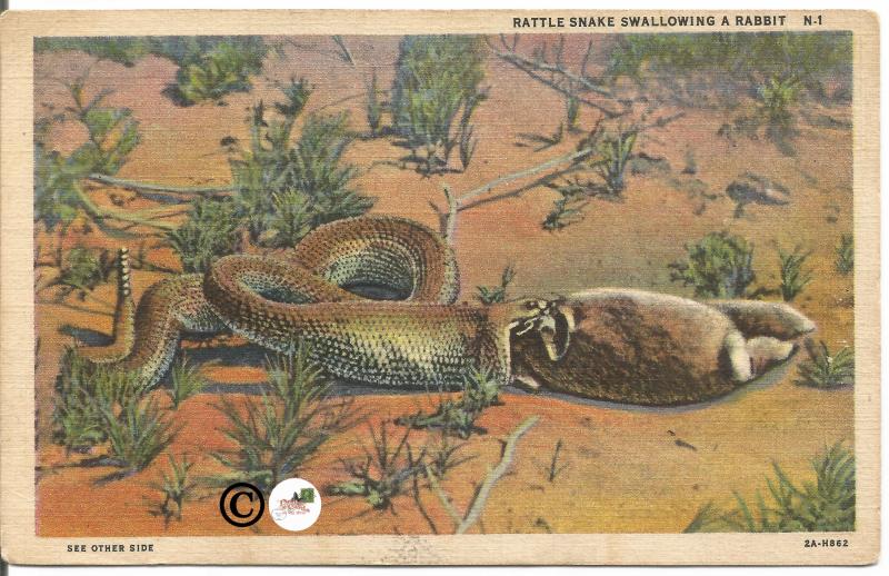 Vintage Linen Postcard Rattle Snake Swallowing Rabbit in Desert 1932 Curteich