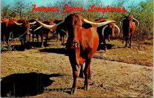 Famous Texas Longhorns Africanda Cattle Postcard Dexter VTG UNP Vintage Unused 