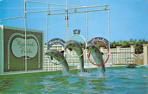 Porpoises Perform  Marineland FL 