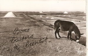 Donkey. Pasturing. Bons baisers a bientot  Old vintage French postcard