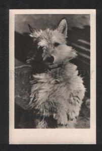 070284 Charming PUPPY Dog Dance Vintage PHOTO