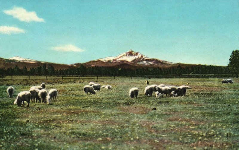 Vintage Postcard 1930's Columbia Highway Southward Central Mountain Oregon OR 