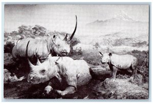 The American Museum Natural History Black Rhinoceros New York NY Postcard 
