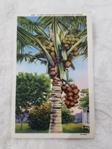 Antique Postcard entitled A Tree Loaded With Cocoanuts in Florida 
