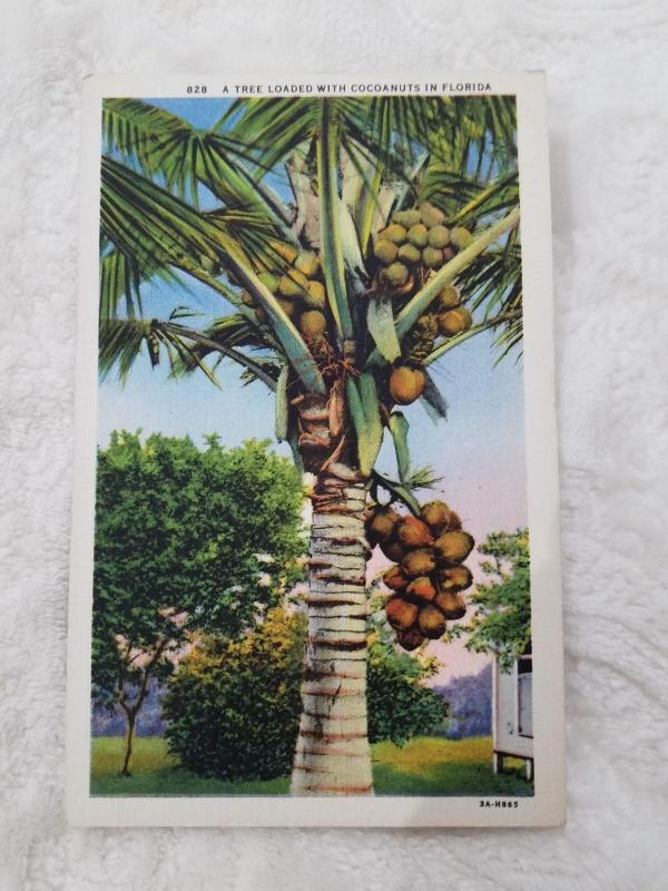 Antique Postcard entitled A Tree Loaded With Cocoanuts in Florida 