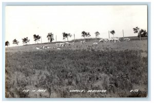 c1940's Elk In Park Lincoln Nebraska NE RPPC Photo Unposted Vintage Postcard 