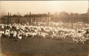 Real Photo Postcard~Hundreds of Farm Chicken Hens in Fenced Barnyard~1930s RPPC 