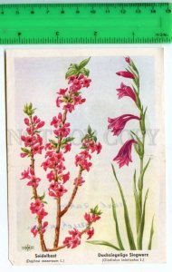 420846 GERMANY flowers Daphne mezereum Vintage Tobacco Card w/ ADVERTISING