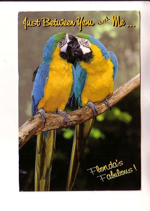 Just Between You and Me, Parrots, Florida, Used 1999