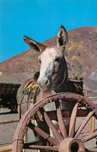 CALICO GHOST TOWN Yermo Prospectors Friend Burro Knott's c1950s Vintage Postcard