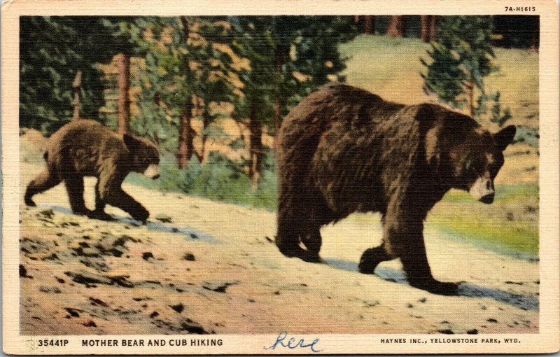 Vtg 1950s Mother Bear and Cub Yellowstone National Park California CA Postcard