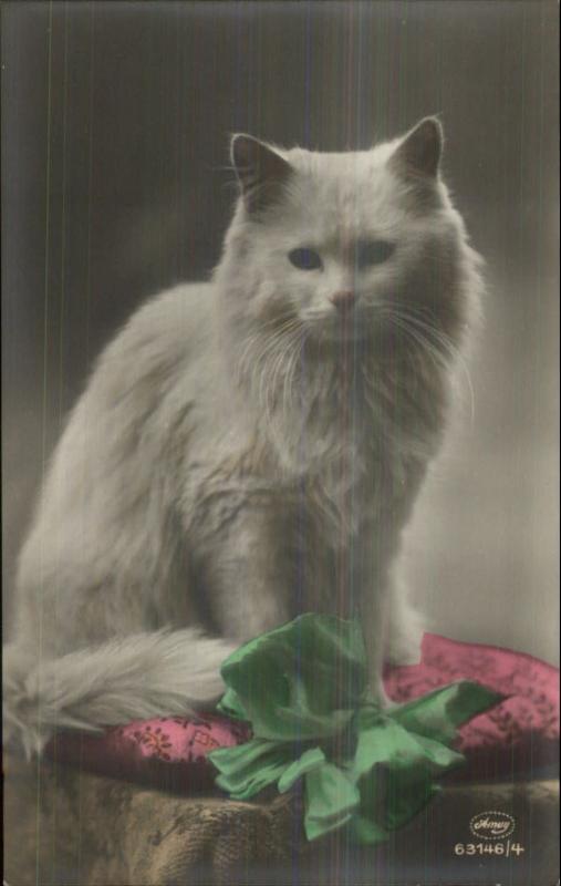 Fluffy White Long-Haired Cat & Ribbon c1910 Tinted Real Photo Postcard 63146/4