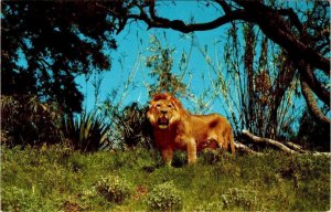 Thousand Oaks, CA California JUNGLELAND ANIMAL PARK African Lion Jackie Postcard