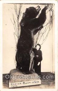 Kodiak Bear, 11 1/2 Feet Long Unused 