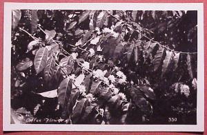 1940's Coffee Flower Hawaiian Islands RPPC 