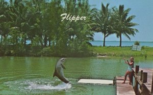 Flipper TV Show Dolphin Fish at Miami Seaquarium Postcard