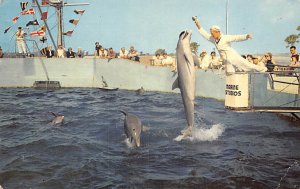 Porpoises Perform  Marineland FL 