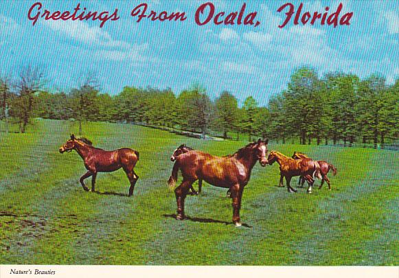 Horses In Pasture Greetings From Ocala Florida