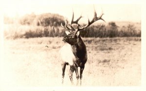 Vintage Postcard 1920's Deer Red Deer in Richmond Park Animal RPPC