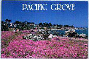 Postcard - Colorful pink iceplant - Pacific Grove, California