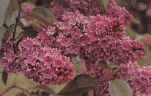 Highland Park NY, Rochester, New York - One of Many Lilac Bushes