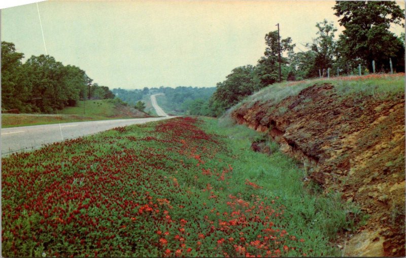 Texas - Scenic Highway View - Crimson Clover & Indian Paint Brush - [TX-126]