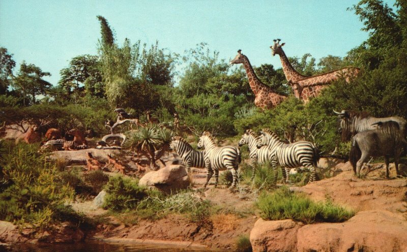 Vintage Postcard African Veldt Gazelles Gnus Zebra Lions Giraffes Jungle Story