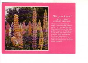 Wild Lupine, Photo and Information, T N T Sales Moncton