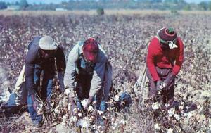 Picking Cotton