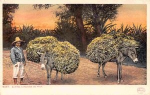 Donkeys Laden with Straw Burros Cargados Paja Mexico 1905c postcard