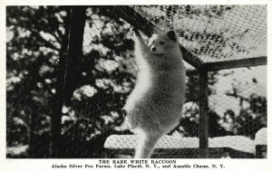 Vintage Postcard 1920's White Raccoon Alaska Silver Fox Farms Lake Placid NY