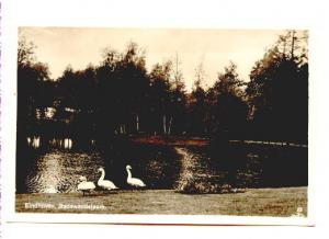 Real Photo, Swans in Park, Eindhoven, Netherlands,