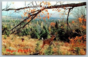 Greetings From  Lewiston Michigan   Large Buck  Deer  Postcard
