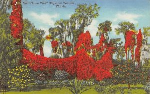 The Flame Vine (Bignonia Venusta), FL, USA Misc, Florida  
