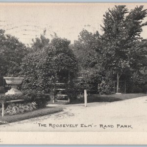 c1900s Keokuk, IA Rand Park Roosevelt Elm RF Rollins Collotype Photo RARE A188